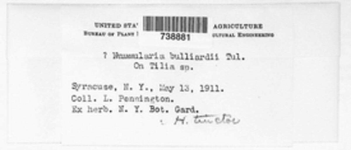 Biscogniauxia nummularia image